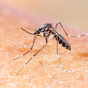 Casos de chikungunya caem 23% no Brasil mas aumentam no Rio