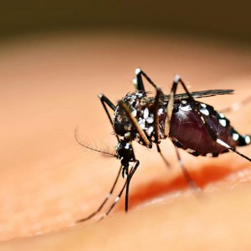 Com risco de novo surto, Brasil alcança só 64% da meta de vacinação contra febre amarela